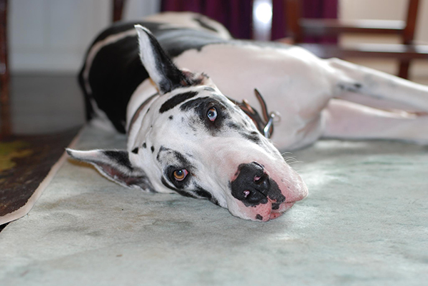 pa great dane rescue