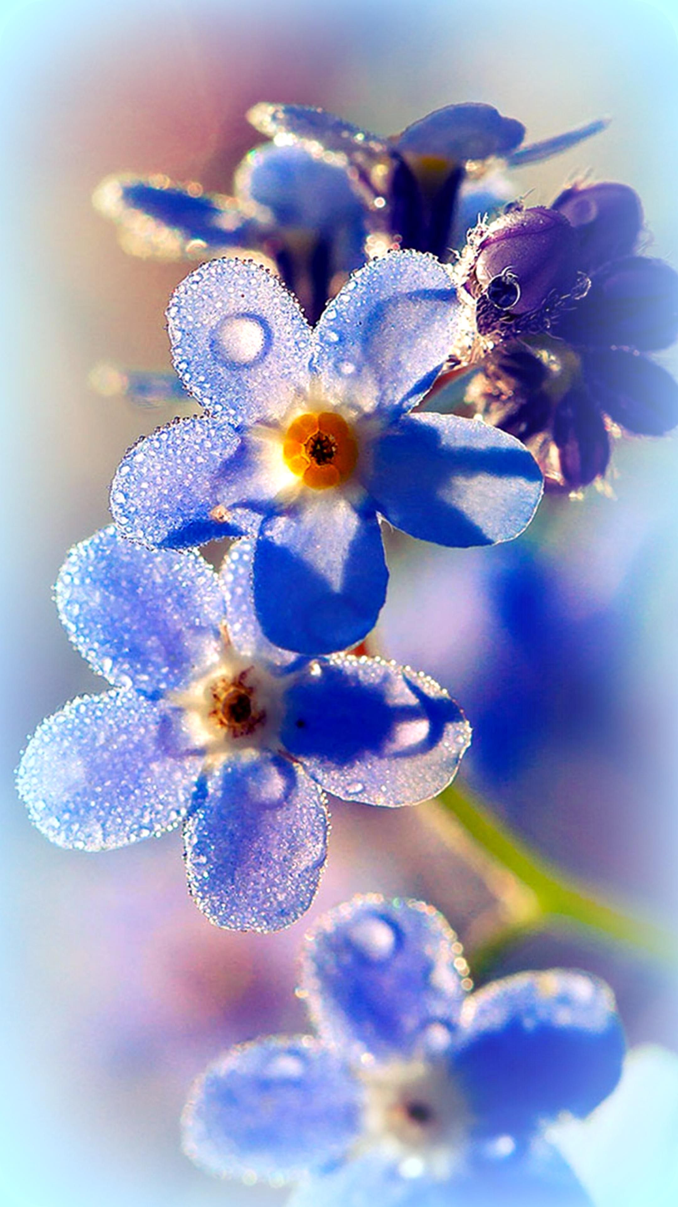 forget me not flower wallpaper