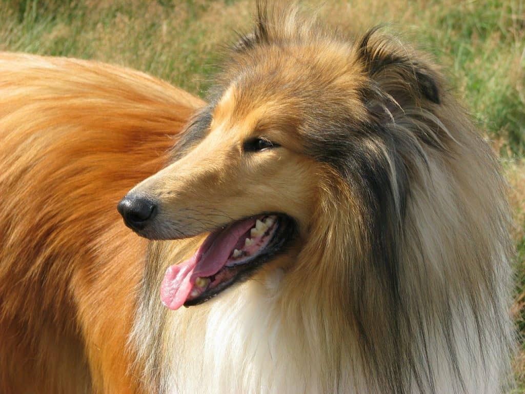 how much does a collie cost