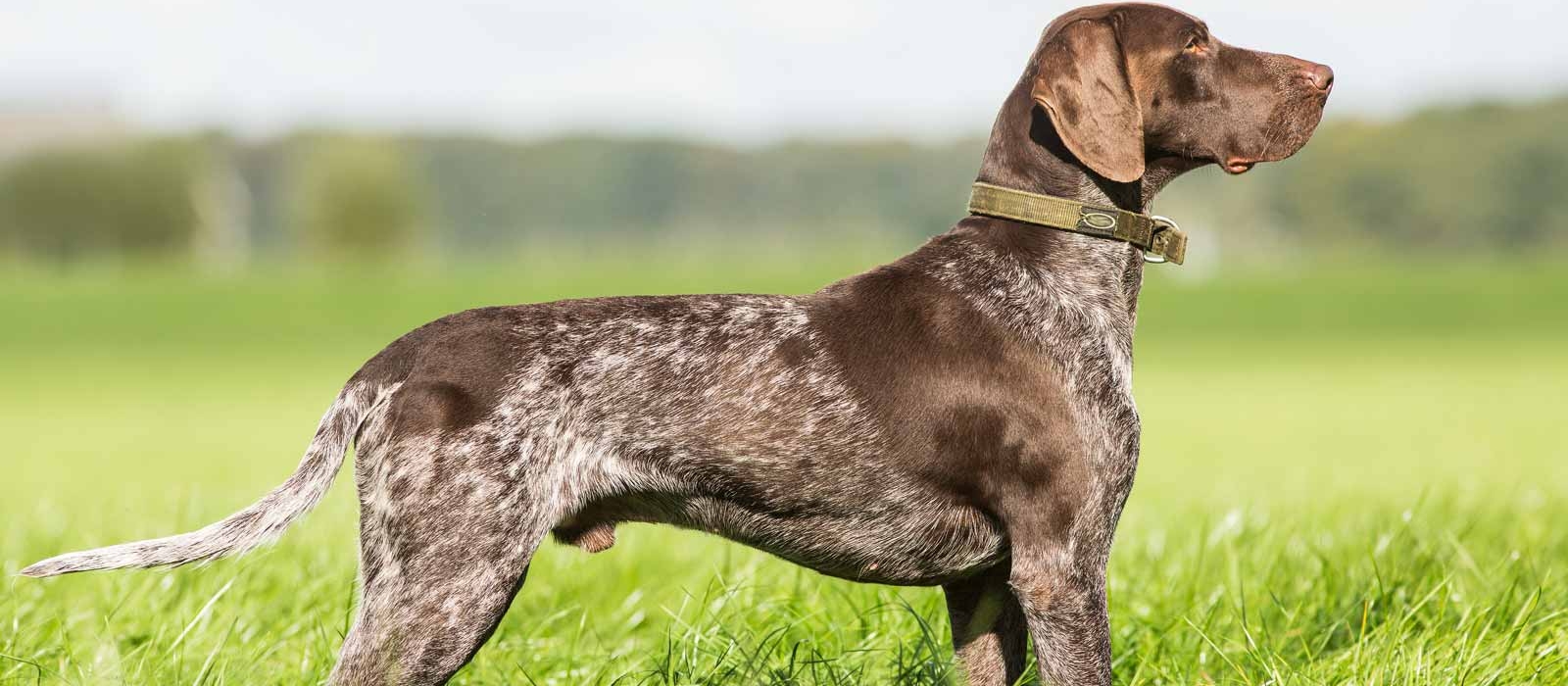 german shorthaired puppies for sale near me