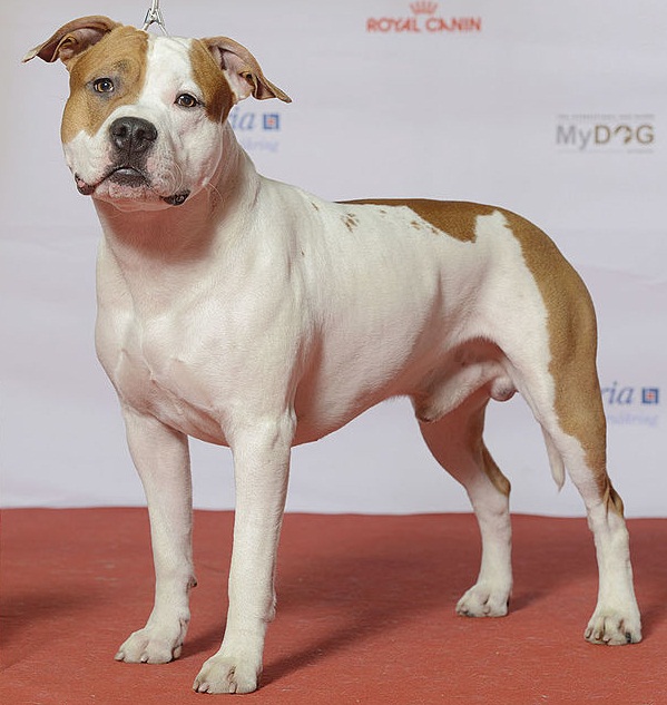 pictures of staffordshire terriers