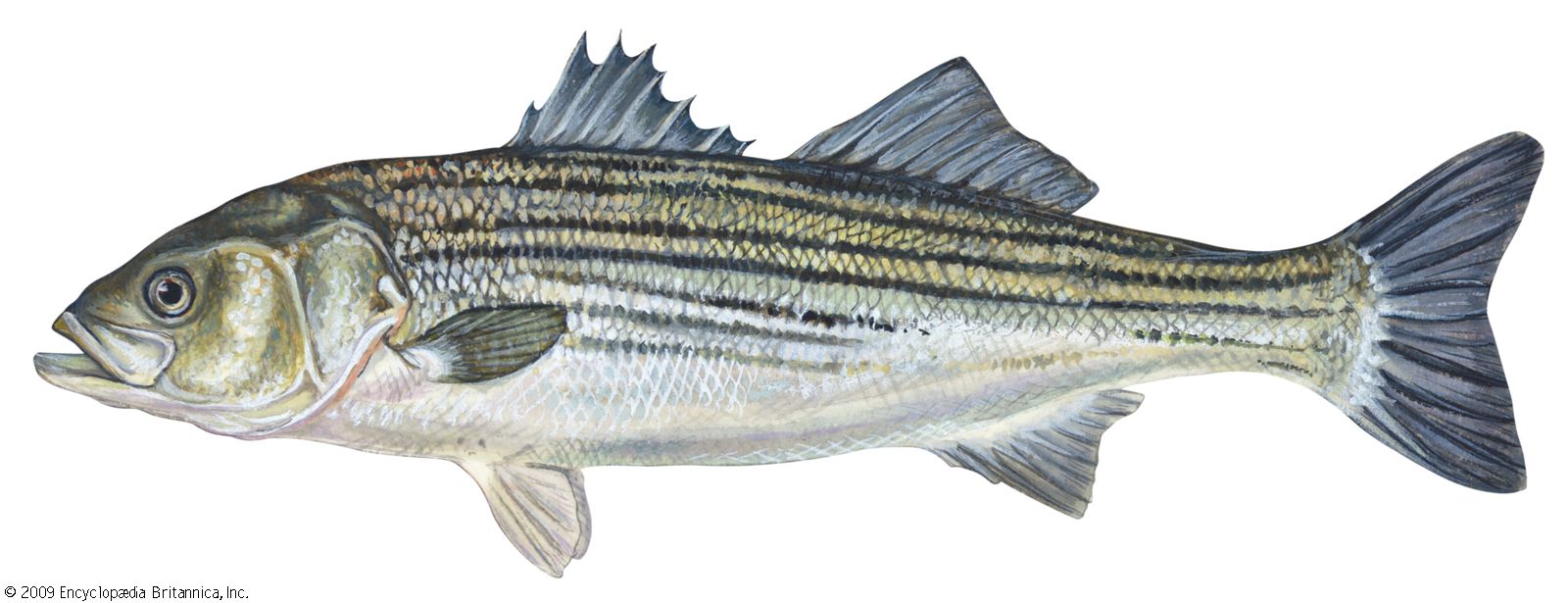 sea bass fish picture