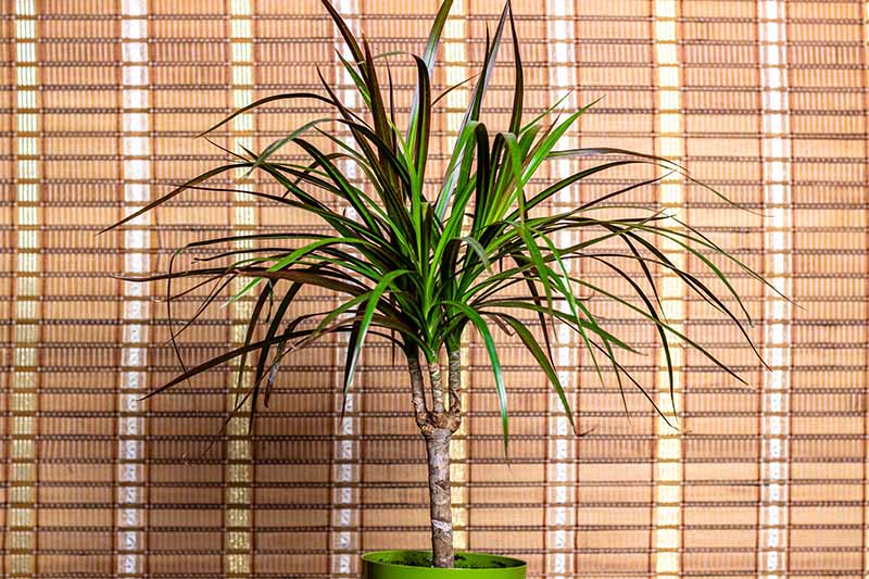 dracaena plant and cats