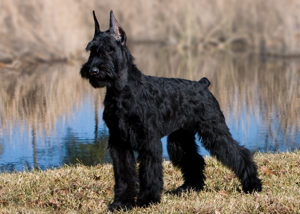 giant schnauzer club of america