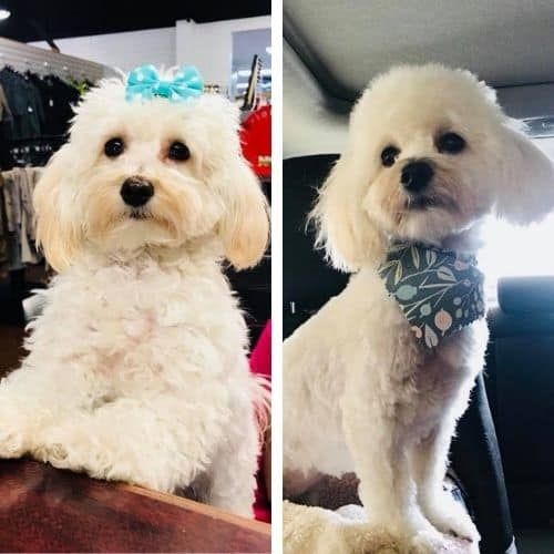 maltipoo haircut ideas