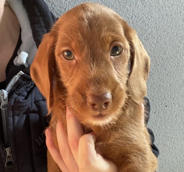 doxiepoo puppies for sale
