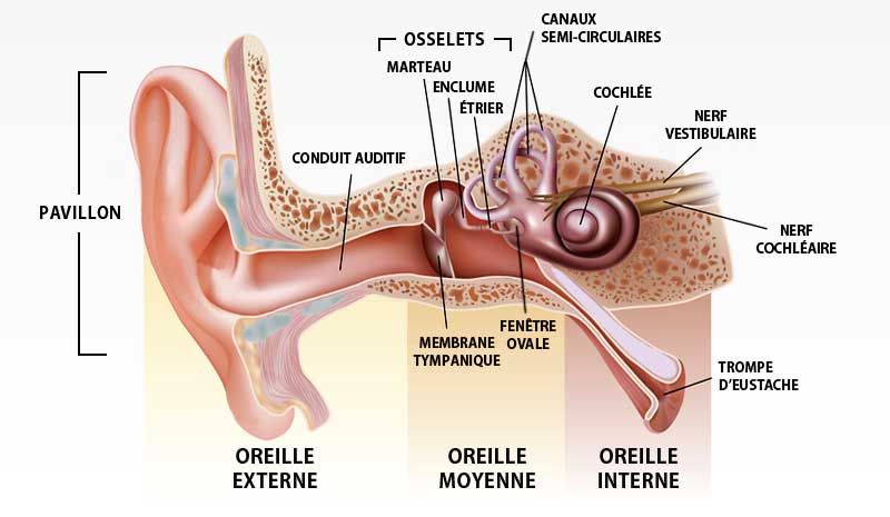 le canal auditif