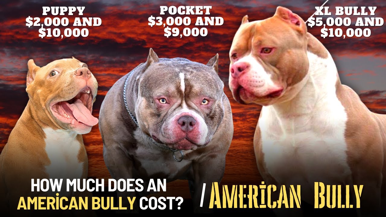 bully dog price