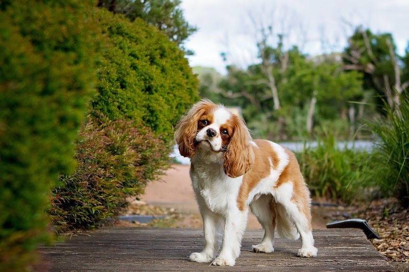 king charles spaniel for sale