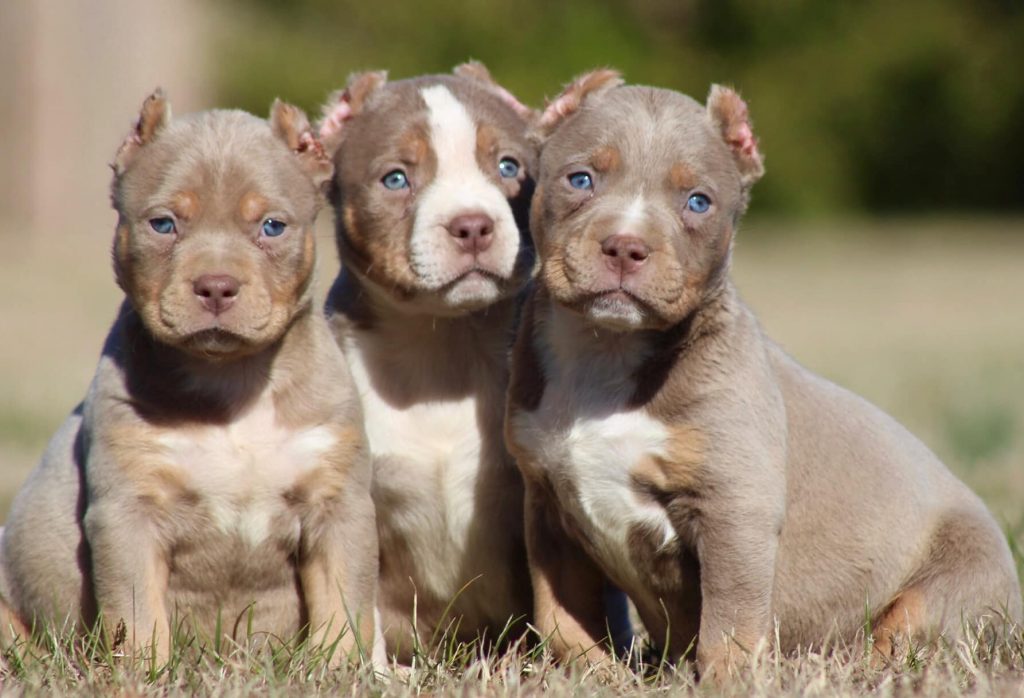 bully puppy for sale
