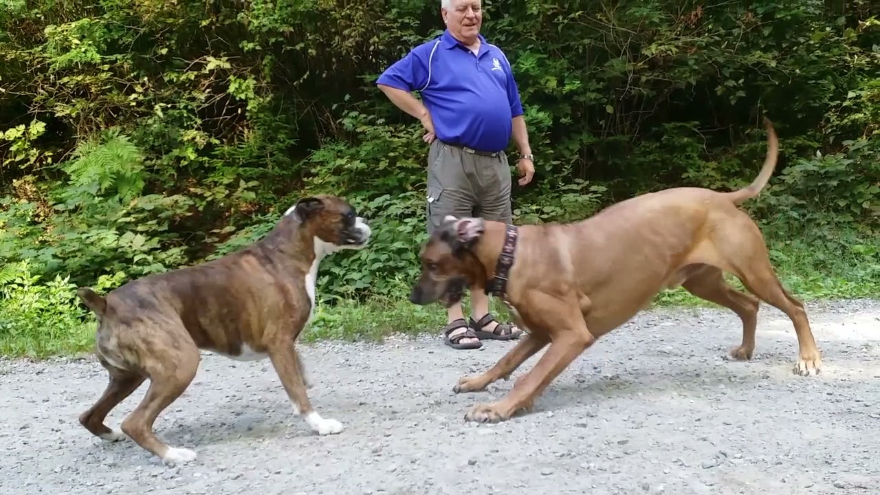 rhodesian ridgeback size comparison