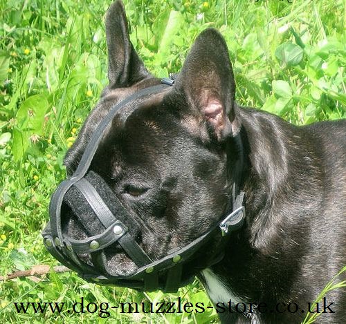 muzzle for a french bulldog