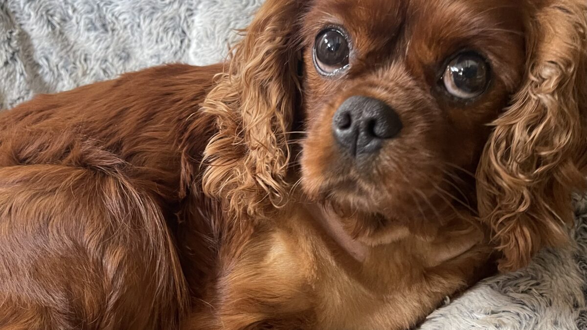 cavalier king charles spaniel cost