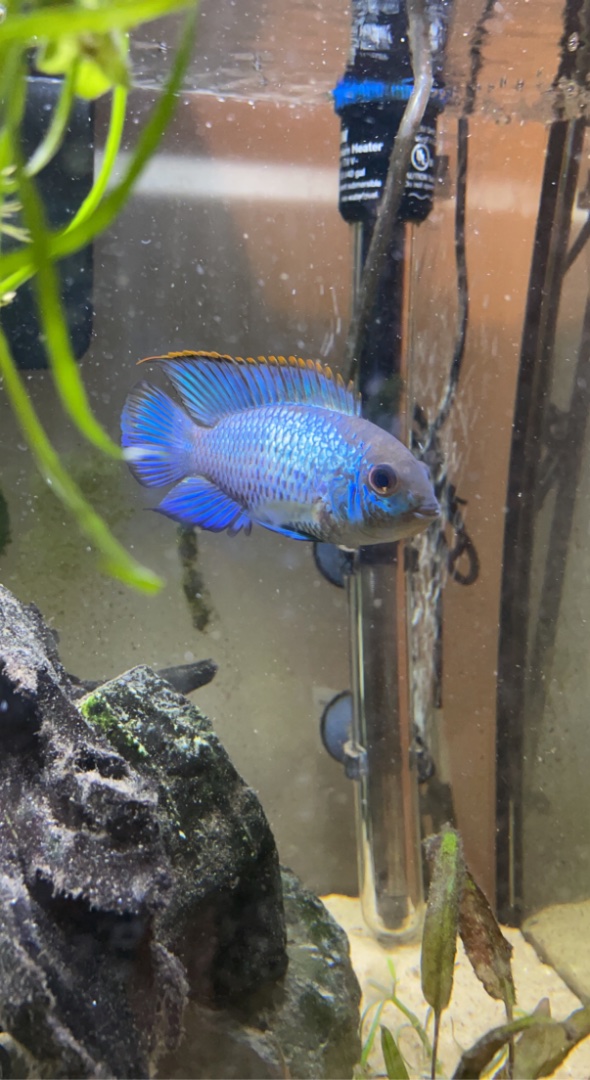 electric blue acara tank mates