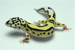 bandit leopard gecko