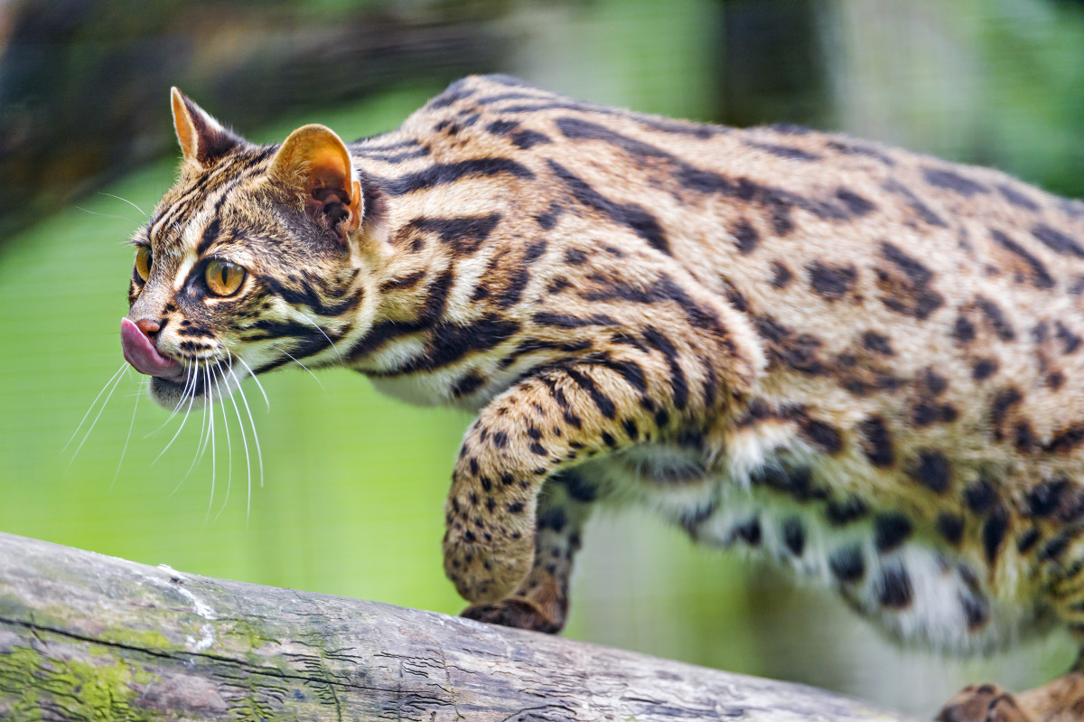 how much does a bengal house cat cost