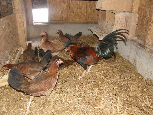 lacy roundhead hen