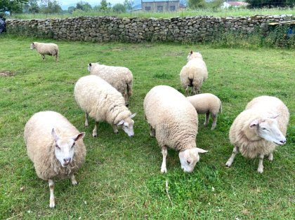 venta de ovejas en cantabria