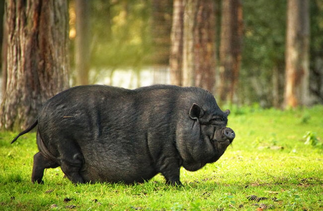life expectancy of pot belly pigs