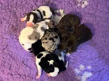 jack russell puppies for sale durham