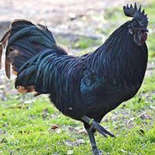 kadaknath chicken in chennai