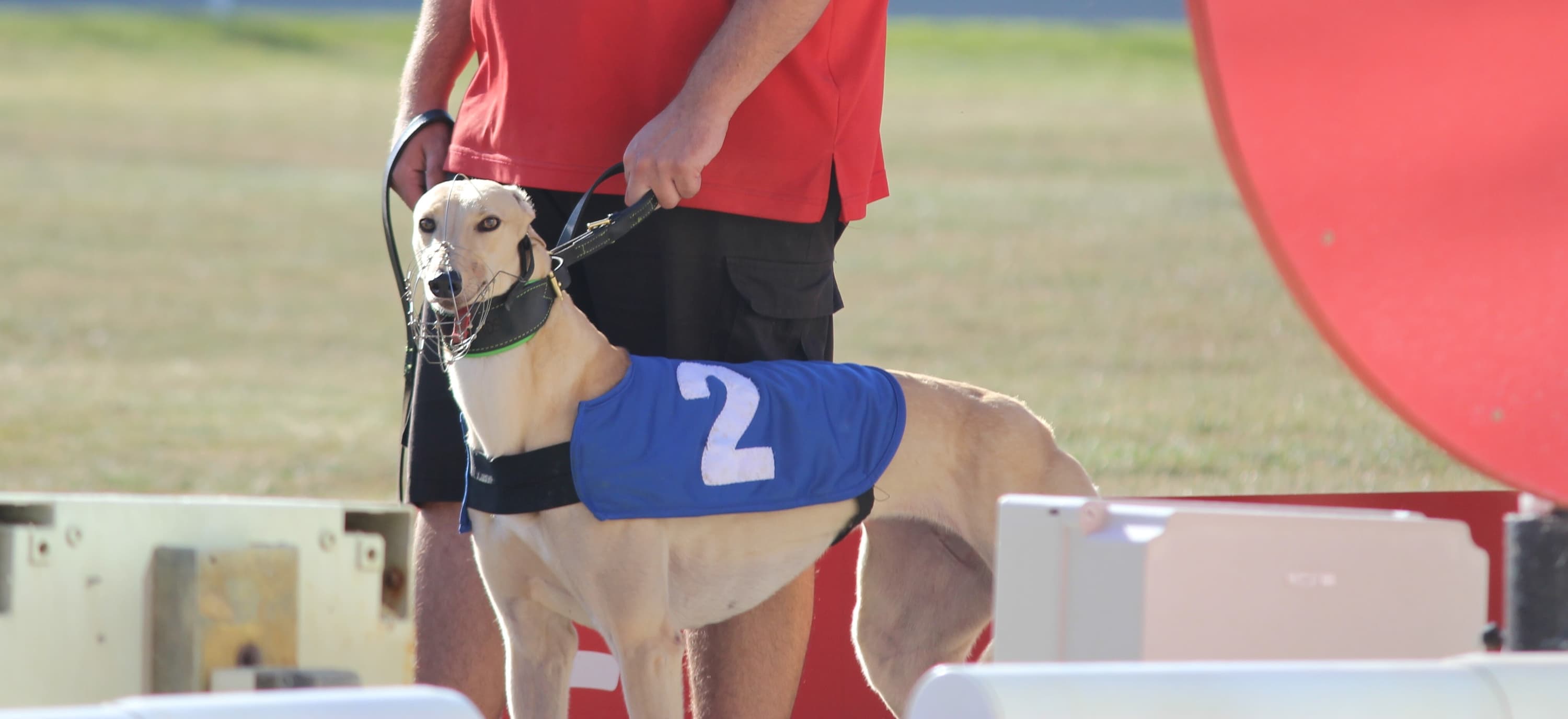 crayford dogs results today