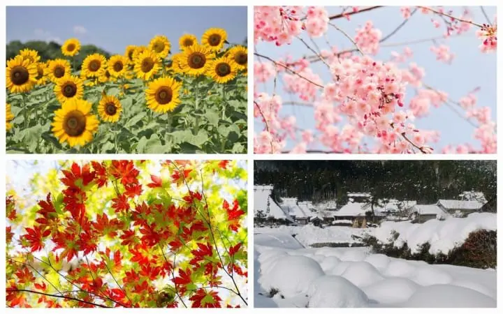 typical weather in japan