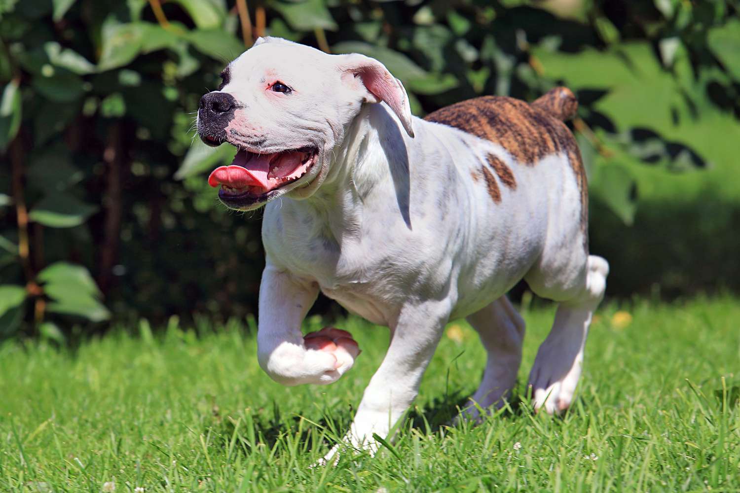 pictures of american bulldogs