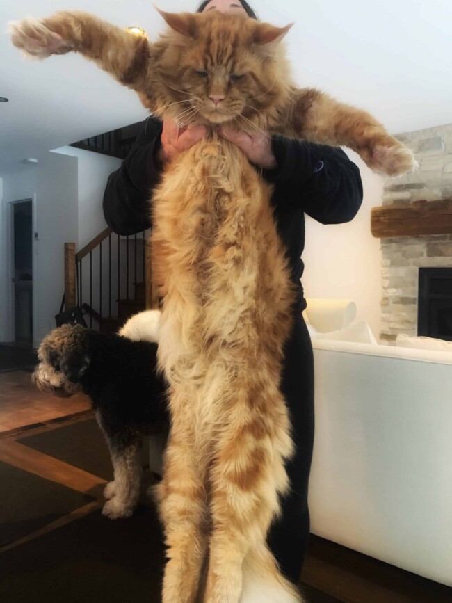 maine coon price canada