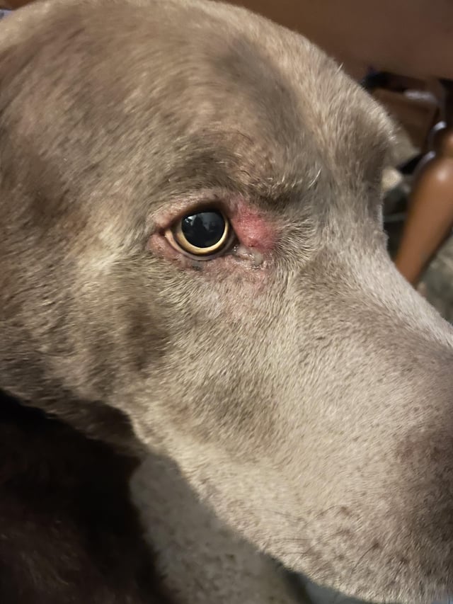 can dogs have styes