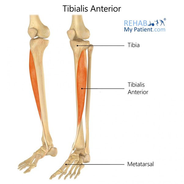 shinbone 5 letters