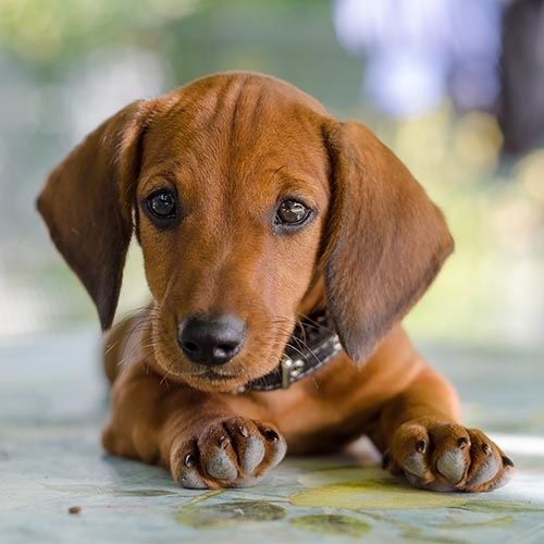 sausage dog puppy