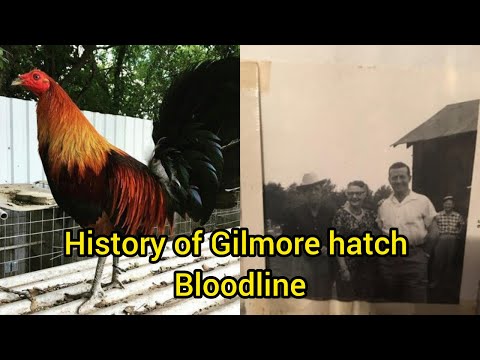 gilmore hatch bloodline history