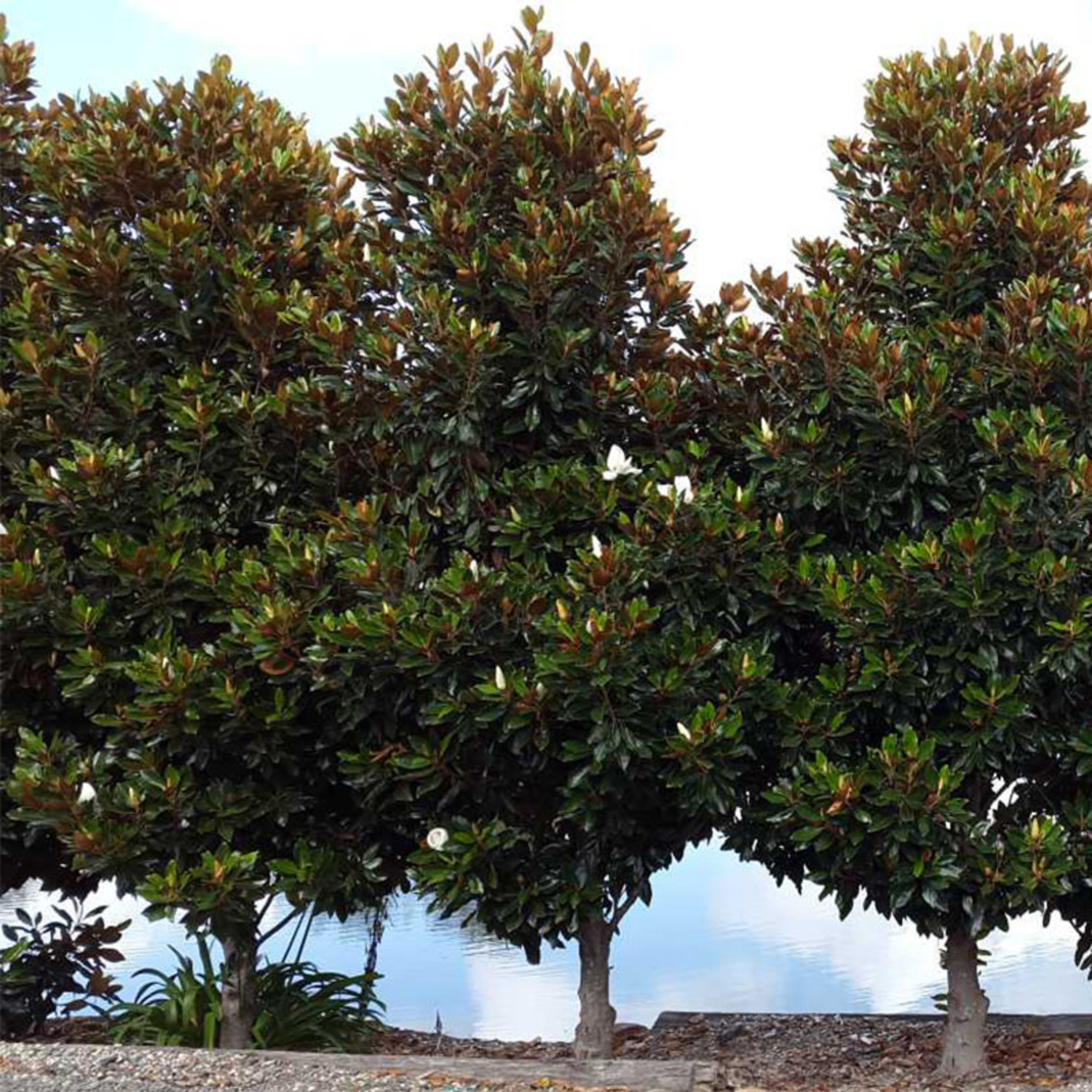 little gem magnolia tree pros and cons