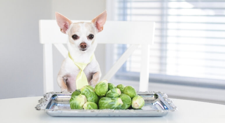 can dogs eat brussel sprouts