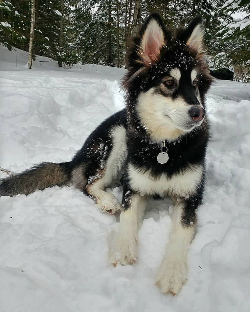 german shepherd cross malamute