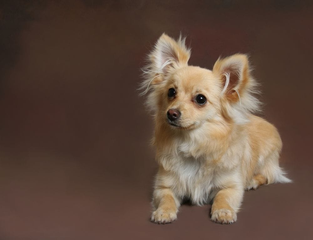 pomeranian cross with chihuahua