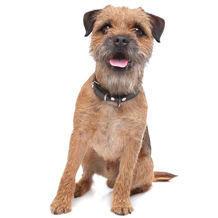 pictures of terrier breeds