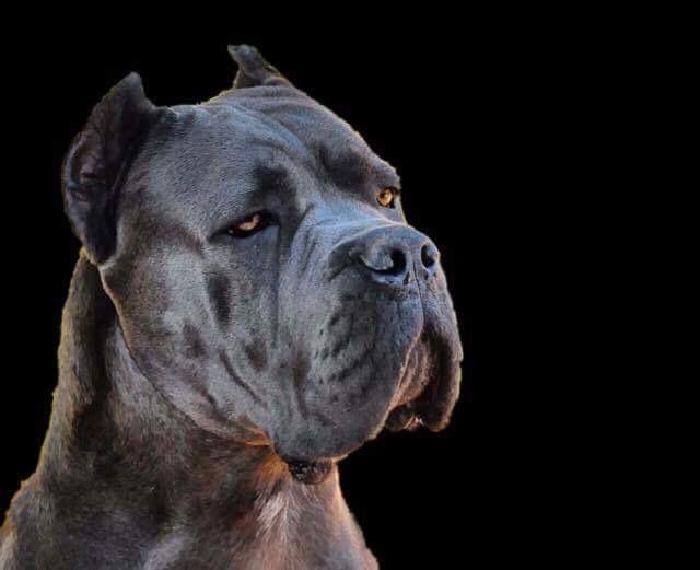 cane corso x-men