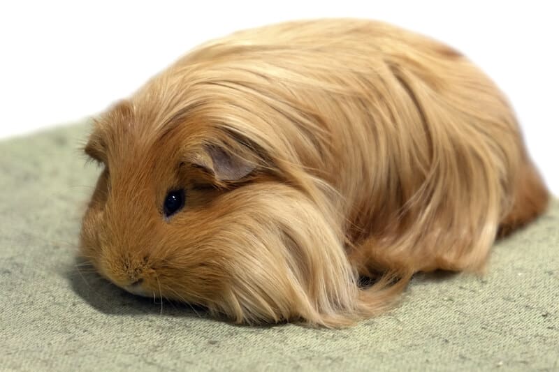 guinea pig breeds uk