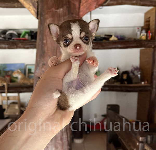 mini chihuahua