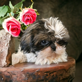 shih tzu for sale birmingham