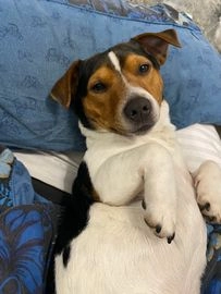 jack russell for sale kent