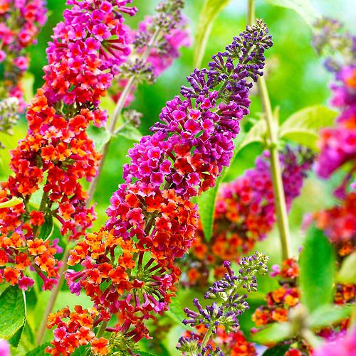 rainbow butterfly bush