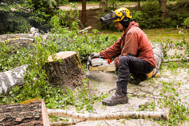 tree removal services near me