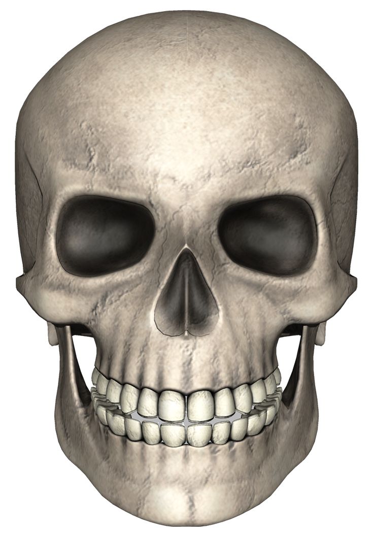 real skull png