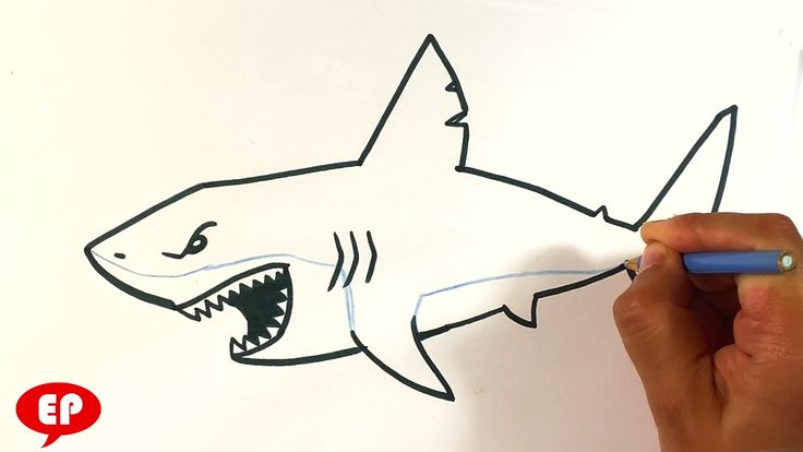 draw megalodon