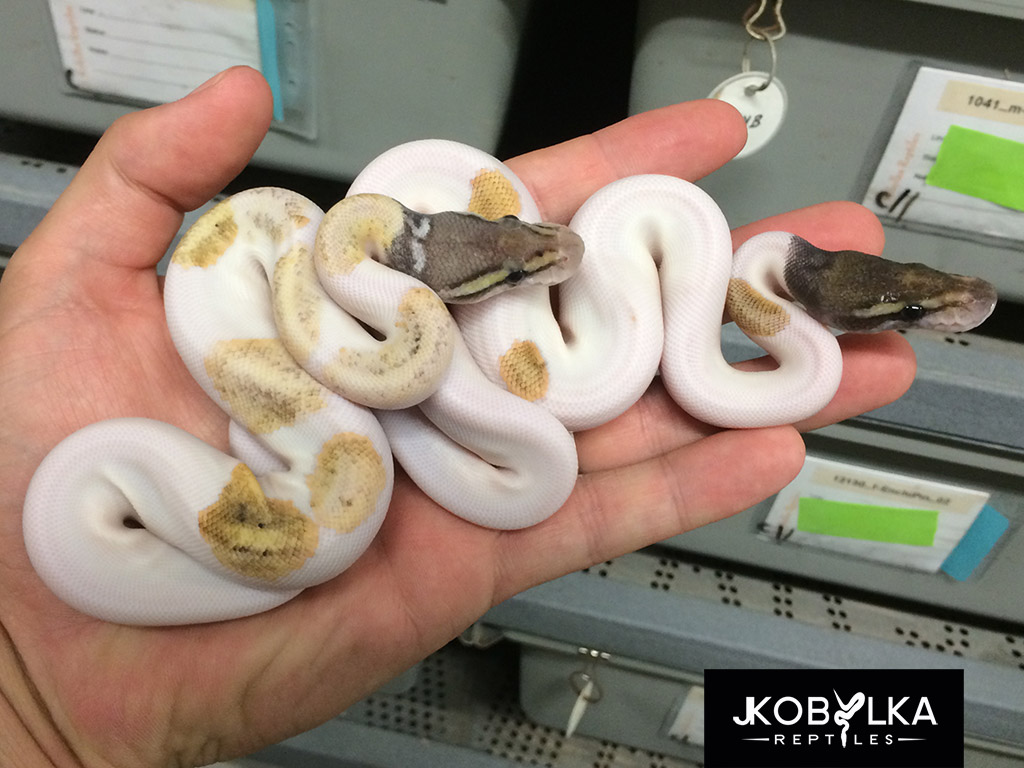 mojave pied ball python