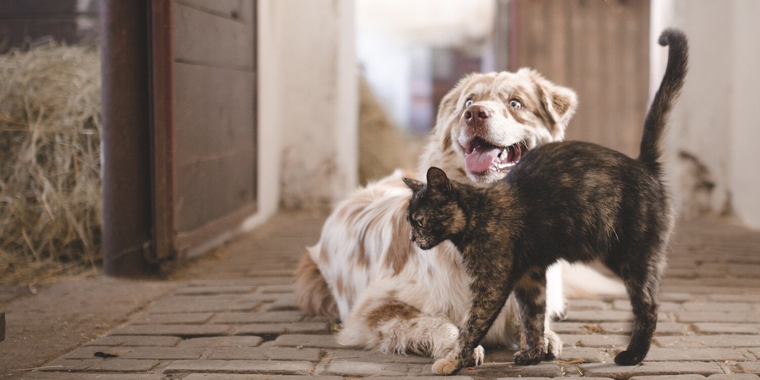 sunshine coast animal refuge