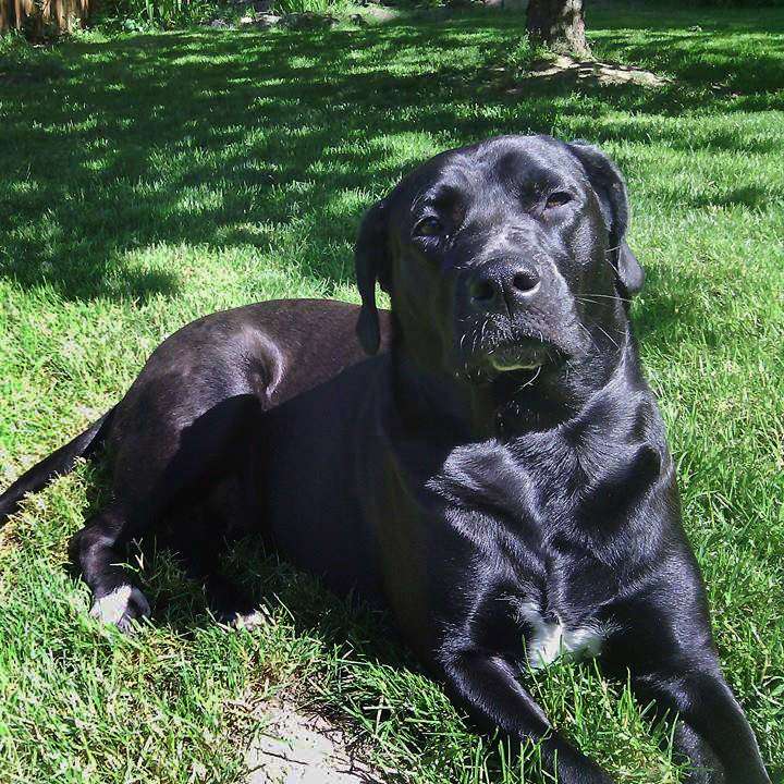 labrador bulldog mix